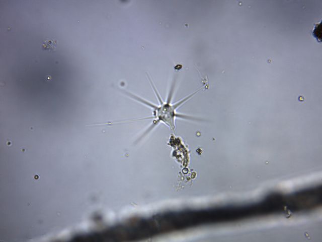 Amoeba radiosa (predazione)